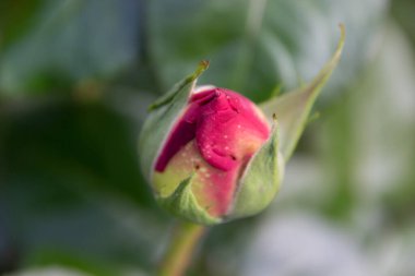 Doğal yeşil arka planda, çözülemeyen bir buket gül.