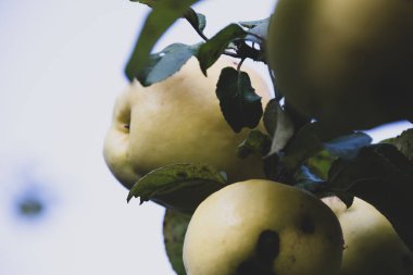 Fotoğraf Ağaçtaki elmaların meyveleri. Sonbahar atmosferi
