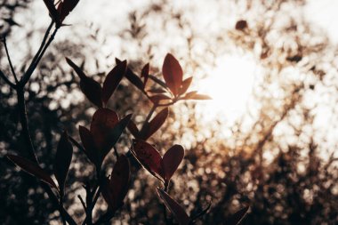 Sonbaharda farklı renkte yaprakları kapatıyoruz. Bulanık turuncu bokeh arkaplan
