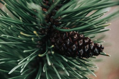 Bahçedeki çam ağacının iğnelerini ve konilerini kapatın.