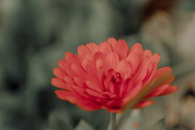 Parlak turuncu çiçekli, bulanık yeşil arka planlı makroyu kapat.