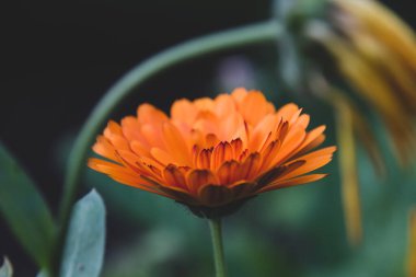 Parlak turuncu çiçekli, bulanık yeşil arka planlı makroyu kapat.