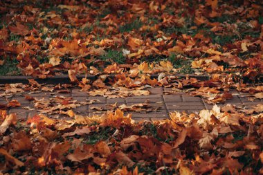 Güzel sonbahar manzarası. Parkta renkli yapraklar var. Doğal arkaplan