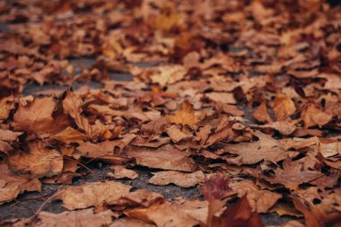 Güzel sonbahar manzarası. Parkta renkli yapraklar var. Doğal arkaplan