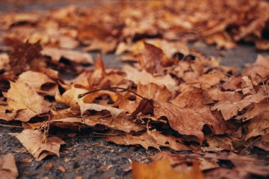 Güzel sonbahar manzarası. Parkta renkli yapraklar var. Doğal arkaplan