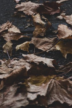Atmosferik fotoğraf Autumn 'un yerde bıraktığı yapraklar. Koyu arkaplan