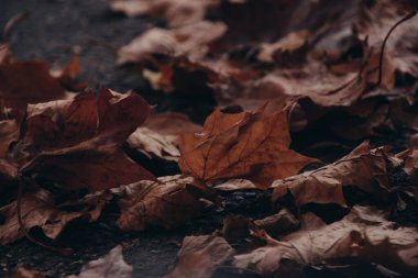 Atmosferik fotoğraf Autumn 'un yerde bıraktığı yapraklar. Koyu arkaplan