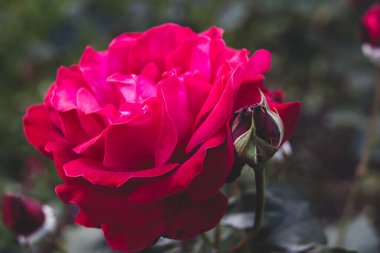 Sonbaharda açan güzel pembe gülün yakın görüntüsü