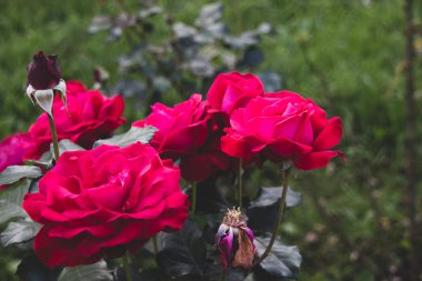 Sonbaharda açan güzel pembe gülün yakın görüntüsü