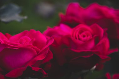 Sonbaharda açan güzel pembe gülün yakın görüntüsü