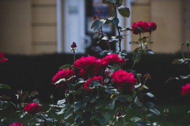 Sonbaharda açan güzel pembe gülün yakın görüntüsü