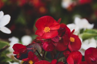 Bokeh üzerinde beyaz ve kırmızı orkideler bulanık arkaplan