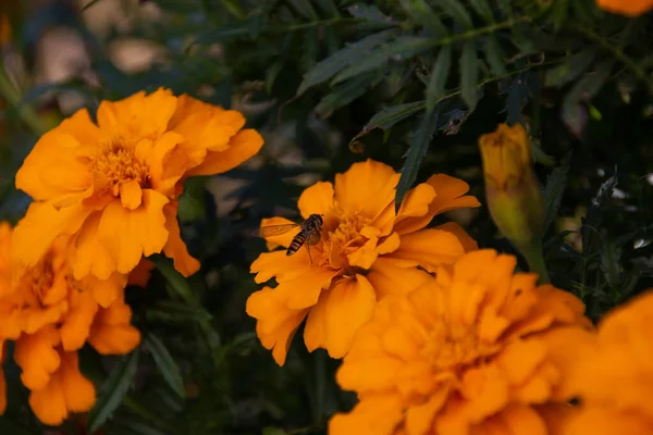 Abeja Una Hermosa Flor Naranja Recoge Polen —  Fotos de Stock