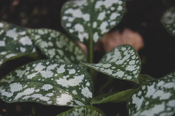 Folhas Com Manchas Brancas Fundo Escuro Plantas Jardim — Fotografia de Stock