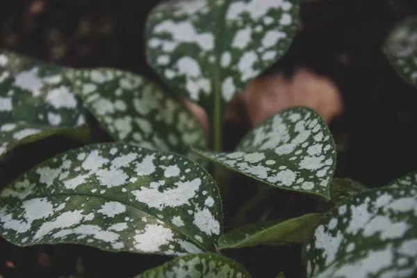 Hojas Con Manchas Blancas Sobre Fondo Oscuro Plantas Jardín — Foto de Stock