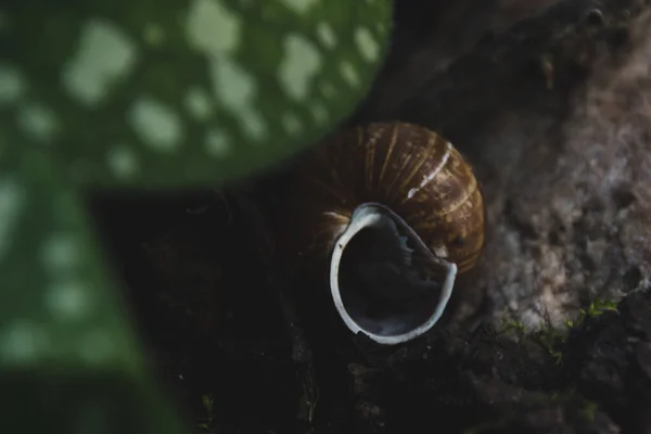Empty Snail Shell Lies Ground Dark Background — Stock Photo, Image