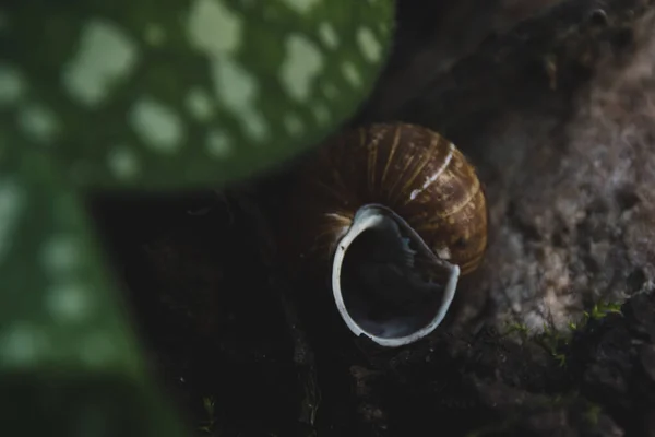 Una Cáscara Caracol Vacía Yace Suelo Fondo Oscuro — Foto de Stock