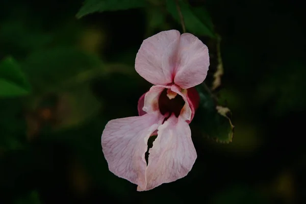 Bellissimo Fiore Rosa Fiore Uno Sfondo Scuro — Foto Stock