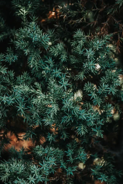 Zöld Természetes Háttér Gyönyörű Zöld Növény Kertben — Stock Fotó