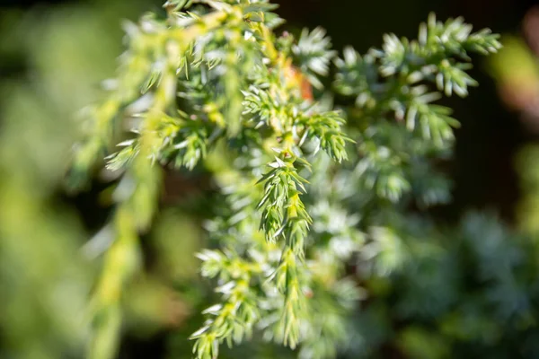 Grön Naturlig Bakgrund Vacker Grön Växt Som Växer Trädgården — Stockfoto