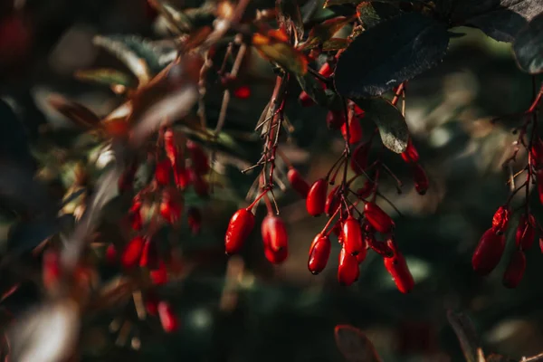 Fényképezés Barbaris Dark Background Vörös Gyümölcsök — Stock Fotó