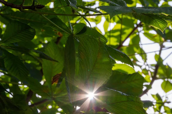 Kestane Yapraklarının Güneşli Bir Arkaplanda Fotoğrafı — Stok fotoğraf