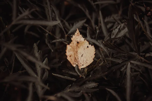 Foto Hoja Otoño Sobre Fondo Hojas Oscuras Fondo Natural — Foto de Stock