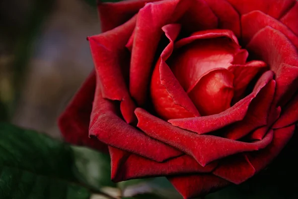 Close Fiori Rosa Nel Disegno Sfondo Scuro Naturale — Foto Stock