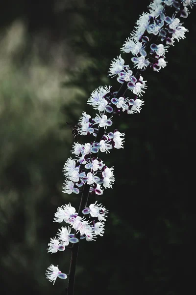 Herfst Planten Bloemen Tuin Rusland — Stockfoto