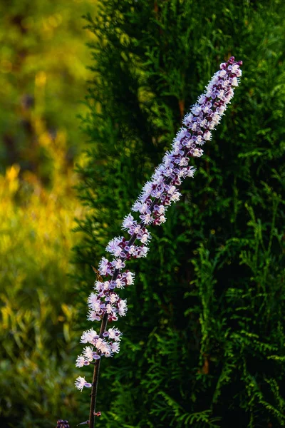 Jesienne Rośliny Kwiaty Ogrodzie Rosji — Zdjęcie stockowe