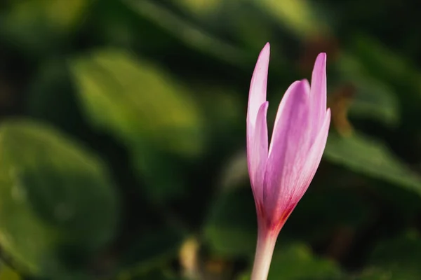 Primer Plano Hermosa Flor Cocodrilo Jardín — Foto de Stock