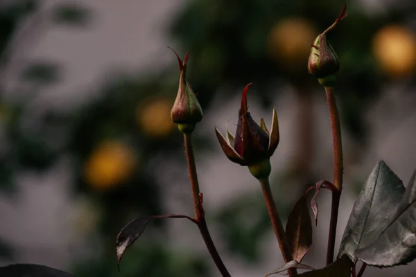 자연환경의 장미꽃 다발을 — 스톡 사진