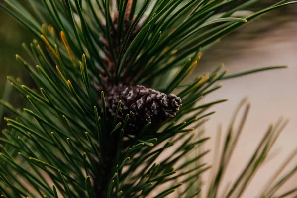 Close Pine Tree Needles Cones Garden — Stock Photo, Image