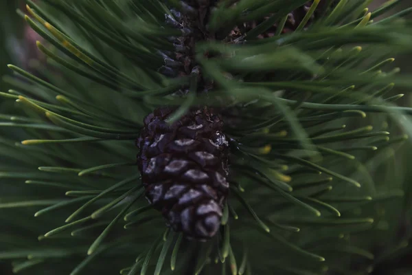 Close Pine Tree Needles Cones Garden — Stock Photo, Image