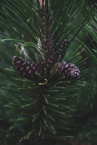 Close Pine Tree Needles Cones Garden — Stock Photo, Image