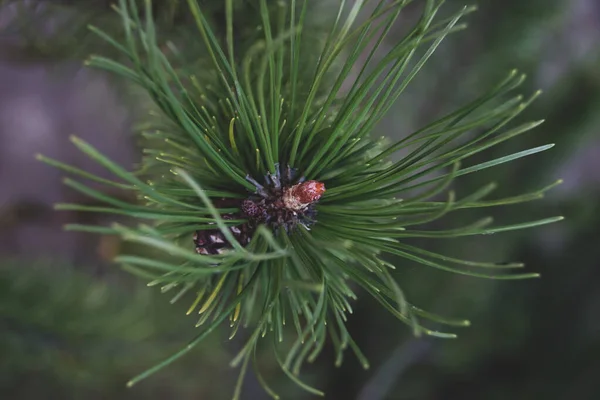 Close Pine Tree Needles Cones Garden — Stock Photo, Image