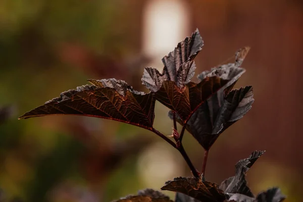 Mooie Bush Tak Close Tegen Een Donkere Achtergrond — Stockfoto