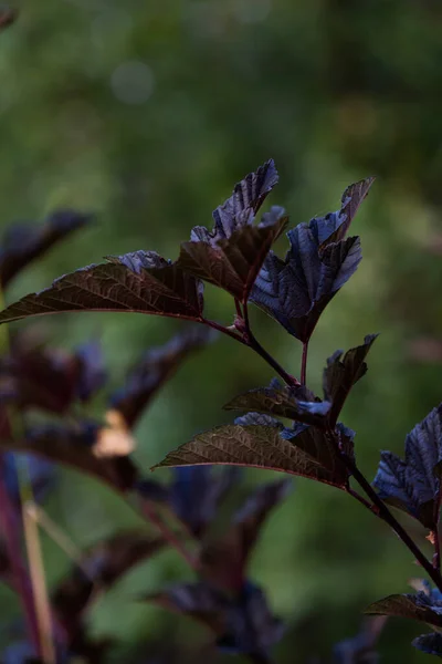 Mooie Bush Tak Close Tegen Een Donkere Achtergrond — Stockfoto