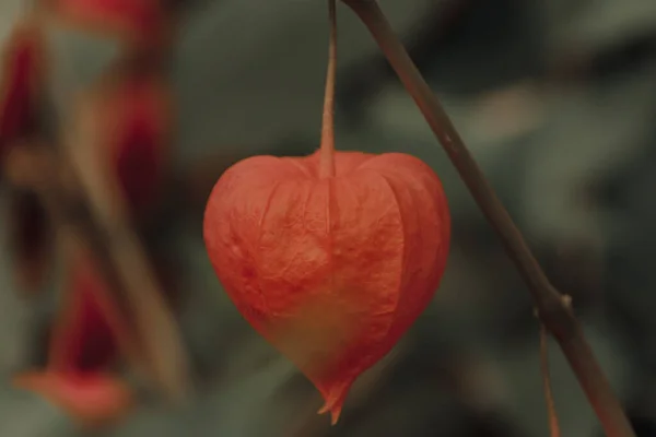 Herfstfoto Van Oranje Physalisis Tuin — Stockfoto