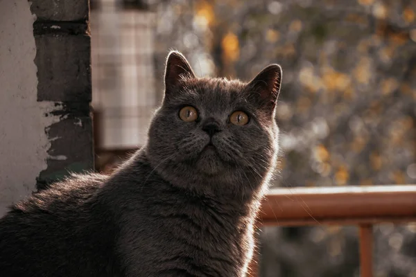 Gato Britânico Cinzento Bonito Senta Peitoril Janela Belo Olhar Olhos — Fotografia de Stock