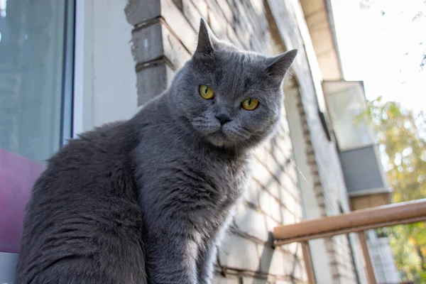 Een Mooie Grijze Britse Kat Zit Vensterbank Mooie Blik Van — Stockfoto