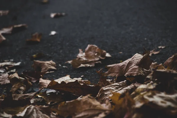 Atmosferik Fotoğraf Autumn Yerde Bıraktığı Yapraklar Koyu Arkaplan — Stok fotoğraf