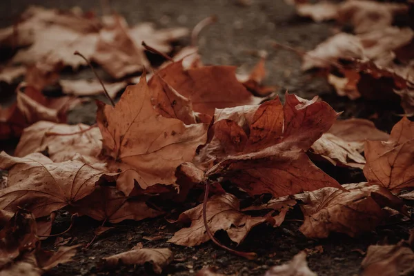 Atmosferik Fotoğraf Autumn Yerde Bıraktığı Yapraklar Koyu Arkaplan — Stok fotoğraf