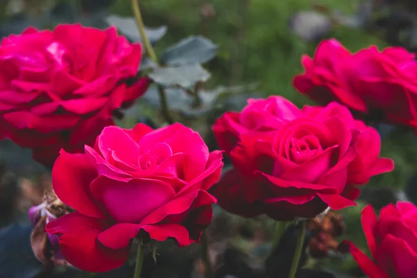 Sonbaharda açan güzel pembe gülün yakın görüntüsü
