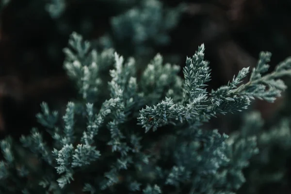 绿色天然背景 花园里生长着美丽的绿色植物 免版税图库照片