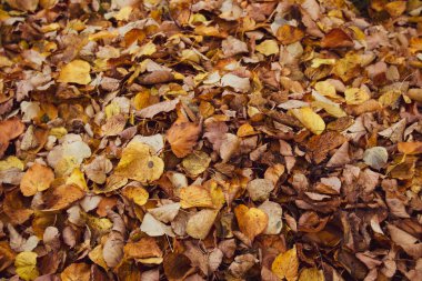 Güzel sonbahar manzarası. Parkta renkli yapraklar var. Doğal arkaplan