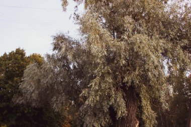 Parktaki bir parkta güzel bir ağaç. Sonbahar fotoğrafçılık