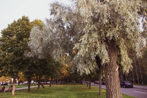 Parktaki bir parkta güzel bir ağaç. Sonbahar fotoğrafçılık