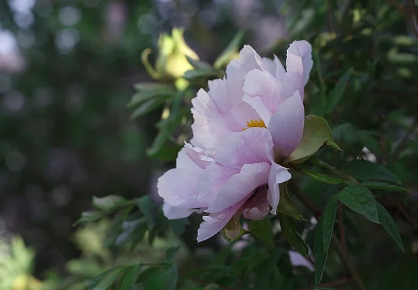 Pivoine Rose Clair Ressemblant Arbre — Photo