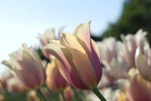 Könnyű Tulipánok Területen Tavaszi Időm — Stock Fotó